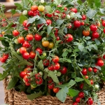 TOMATO TINY TEMPTATIONS F1