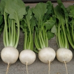 TURNIP SILKY WHITE F1