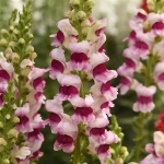 ANTIRRHINUM POTOMAC PLUMBLOSSOM F1