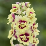 ANTIRRHINUM DOUBLE SHOT YELLOW RED HEART F1