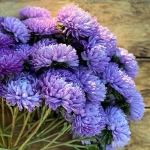 ASTER LADY CORAL LIGHT BLUE