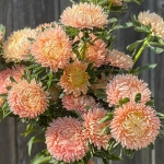 ASTER SALMON GOLD