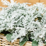 CINERARIA QUICKSILVER