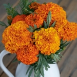 MARIGOLD COCO DEEP ORANGE