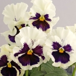 PANSY FLAMENCO WHITE WITH BLOTCH