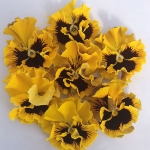 PANSY FLAMENCO GOLDEN YELLOW