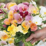 PANSY IMPERIAL ANTIQUE SHADES F1