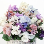 PANSY SWEET PEA MIXED
