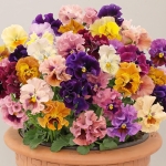 PANSY BALLERINA MIXED