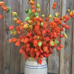 PHYSALIS ALKEKENGI V. FRANCHETII CHINESE LANTERNS