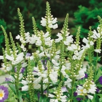 PHYSOSTEGIA VIRGINIANA SNOW QUEEN