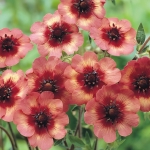 POTENTILLA MELTON FIRE
