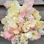 SWEET PEA BLUSHING BRIDE