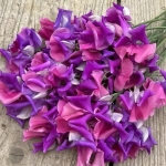SWEET PEA CLAIRE MITCHELL