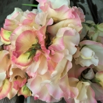 SWEET PEA MOLLIE RILSTONE