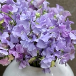 SWEET PEA SPRING SUNSHINE LIGHT BLUE