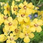VERBASCUM WILD HONEY