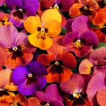 VIOLA AMBER JEWELS