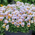 VIOLA CORINA HONEY FROST