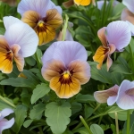 VIOLA CARAMEL LILAC BRONZE