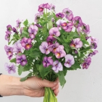 VIOLA FLORAL POWER ANTIQUE PLUM F1