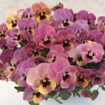 VIOLA PANDORA ROSEBOX
