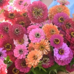 ZINNIA TALK OF THE TOWN
