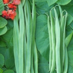 RUNNER BEAN BENCHMASTER