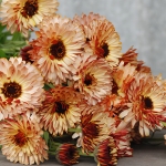 CALENDULA SHERBET FIZZ