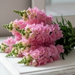 ANTIRRHINUM LEGEND DOUBLE PINK F1