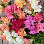 ANTIRRHINUM DOUBLE MADAME BUTTERFLY F1 MIXED
