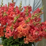 ANTIRRHINUM MADAME BUTTERFLY CHERRY BRONZE
