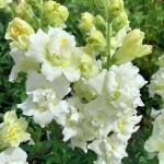 ANTIRRHINUM MADAME BUTTERFLY IVORY F1
