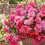 BEGONIA SPLENDID ALIFRA