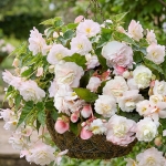 BEGONIA SPLENDID ICE MAIDEN