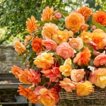 BEGONIA SPLENDID BALLERINA