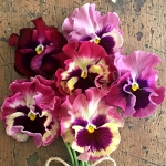 PANSY FLAMENCO TRICOLOUR ROSE