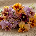 PANSY FLAMENCO TERRACOTTA F1