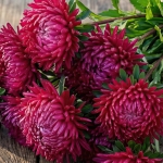 ASTER LADY CORAL DEEP RED