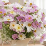 COSMOS DOLLY DAYDREAM MIX