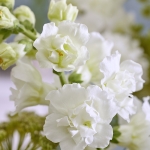 ANTIRRHINUM SNAPSTAR WHITE F1