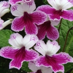 STREPTOCARPUS MATILDA