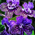 STREPTOCARPUS SIRIUS