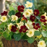 NASTURTIUM VELVET MOON