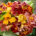 NASTURTIUM VINTAGE MIXED