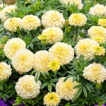 MARIGOLD KILIMANJARO