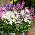 NEMESIA SEVENTH HEAVEN MIXED F1