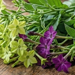 NICOTIANA STORMY SKIES