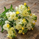 WALLFLOWER SUGAR RUSH PRIMROSE F1