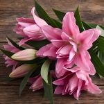 LILY ORIENTAL DOUBLE POLLENLESS DIANTHA